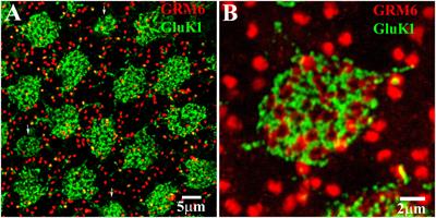 Dye coupling of horizontal cells in the primate retina